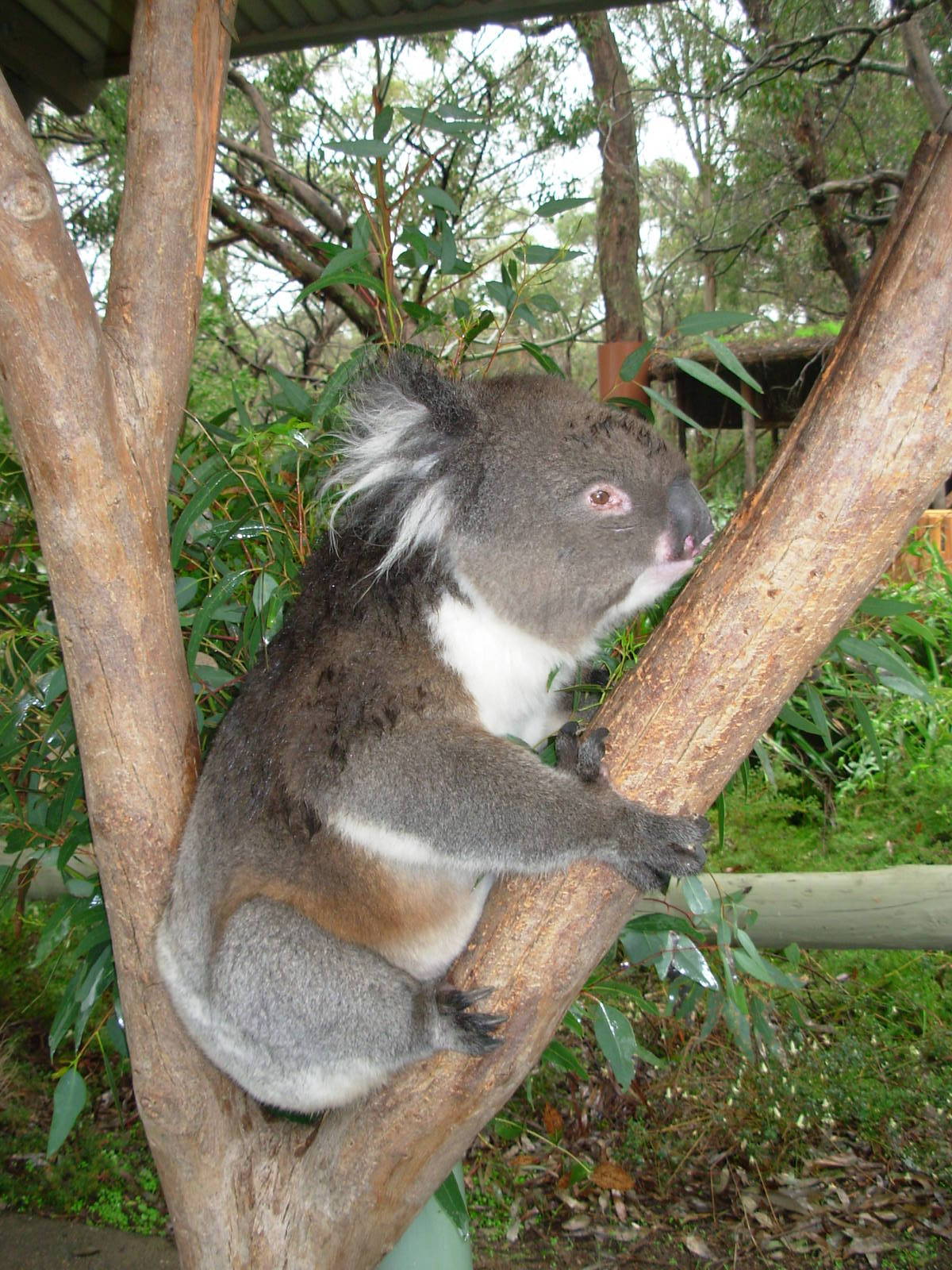 Huge Koala - Cleland Wildlife Park