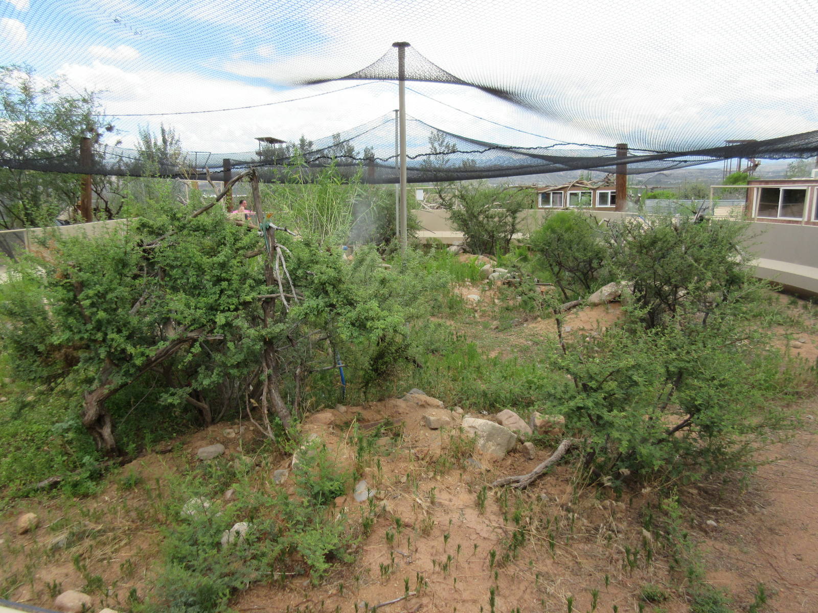 Huge Lizard Exhibit (with probably a dozen different species)