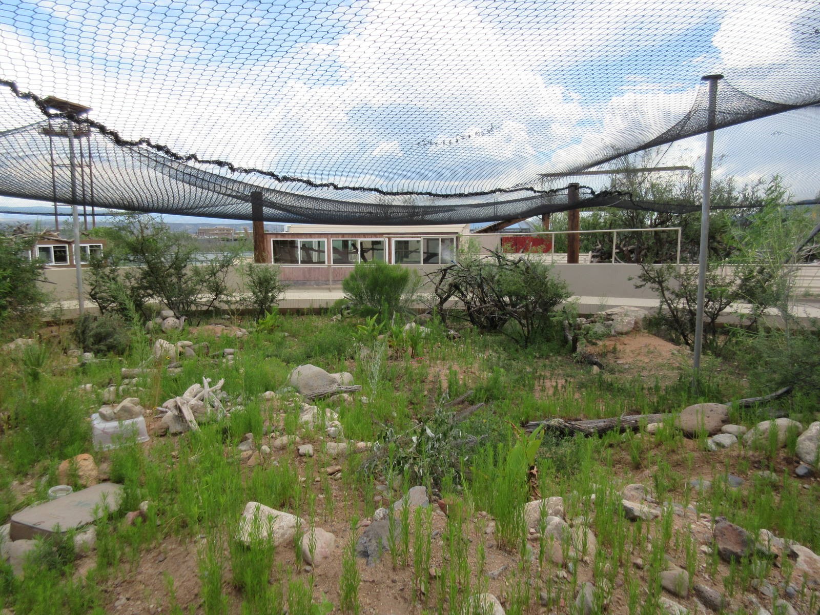Huge Lizard Exhibit (with probably a dozen different species)