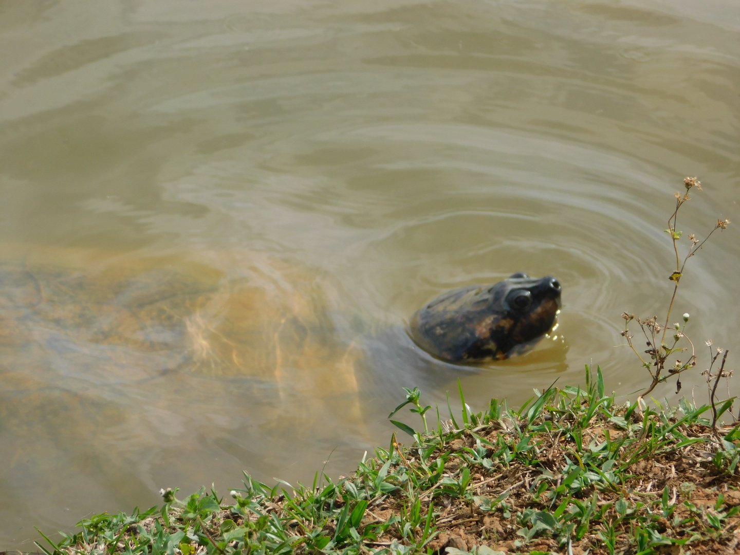 huge mazon-turtle - Brasilia zoo