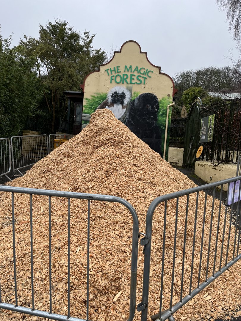 Huge pile of woodchips 10.2.24