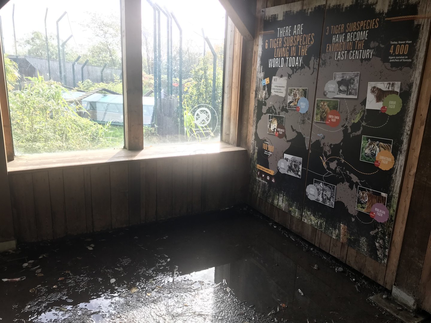 Huge puddle in tiger tracks viewing hut + extinct tiger signage
