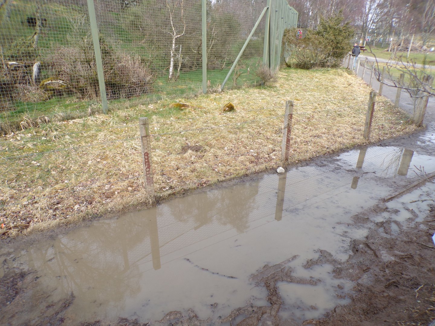Huge puddle on the path alongside lynx enclosure 5.4.24