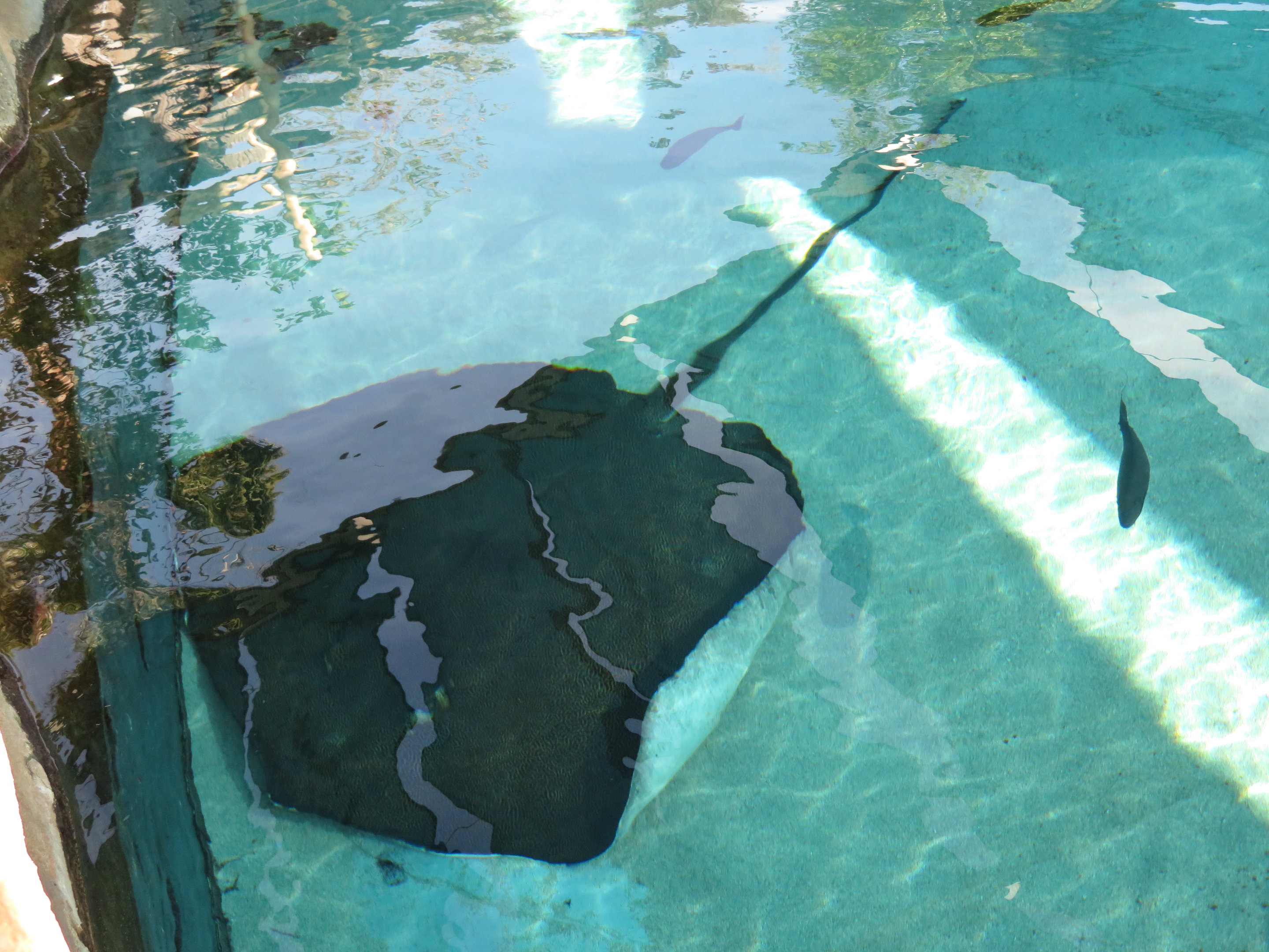 HUGE Reticulate Whipray