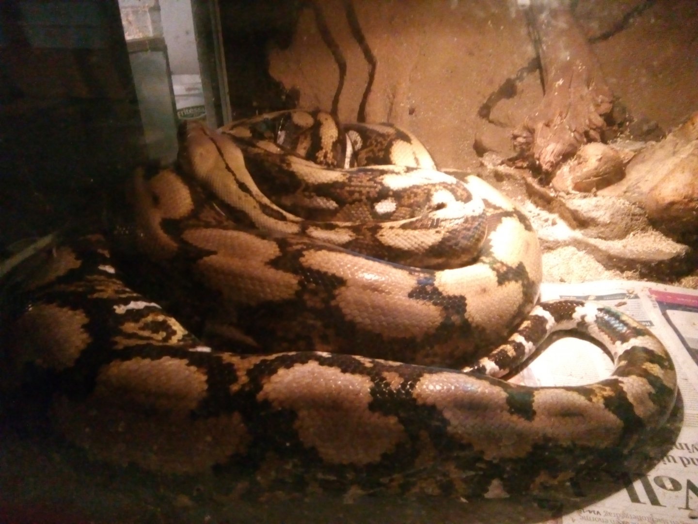 Huge reticulated python (python reticulatus)