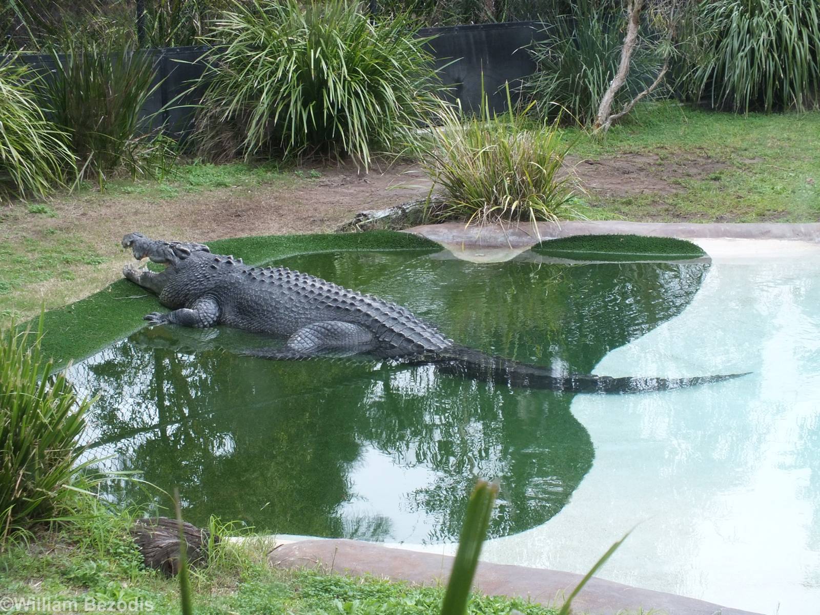 Huge Saltwater Crocodile