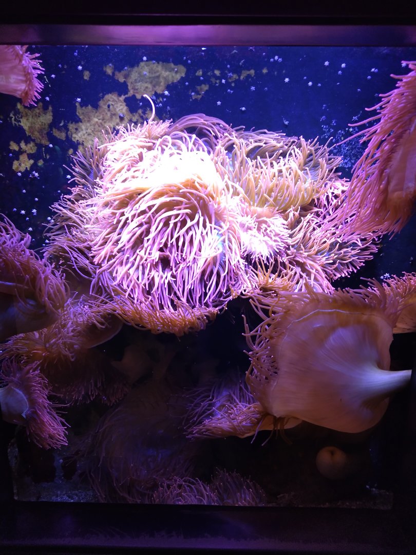 Huge sea anome tank