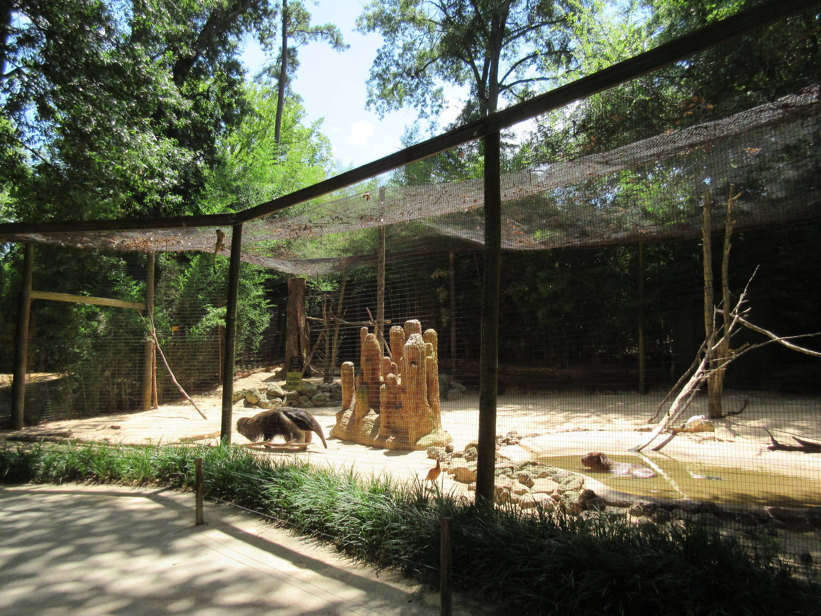 Huge South American Exhibit (6 Species)