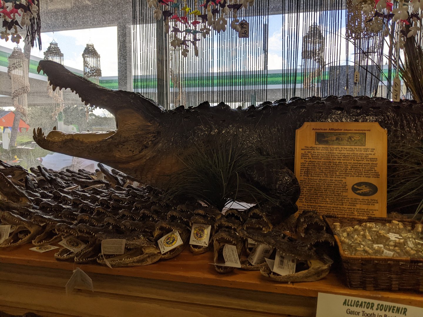 Huge Taxidermied Alligator
