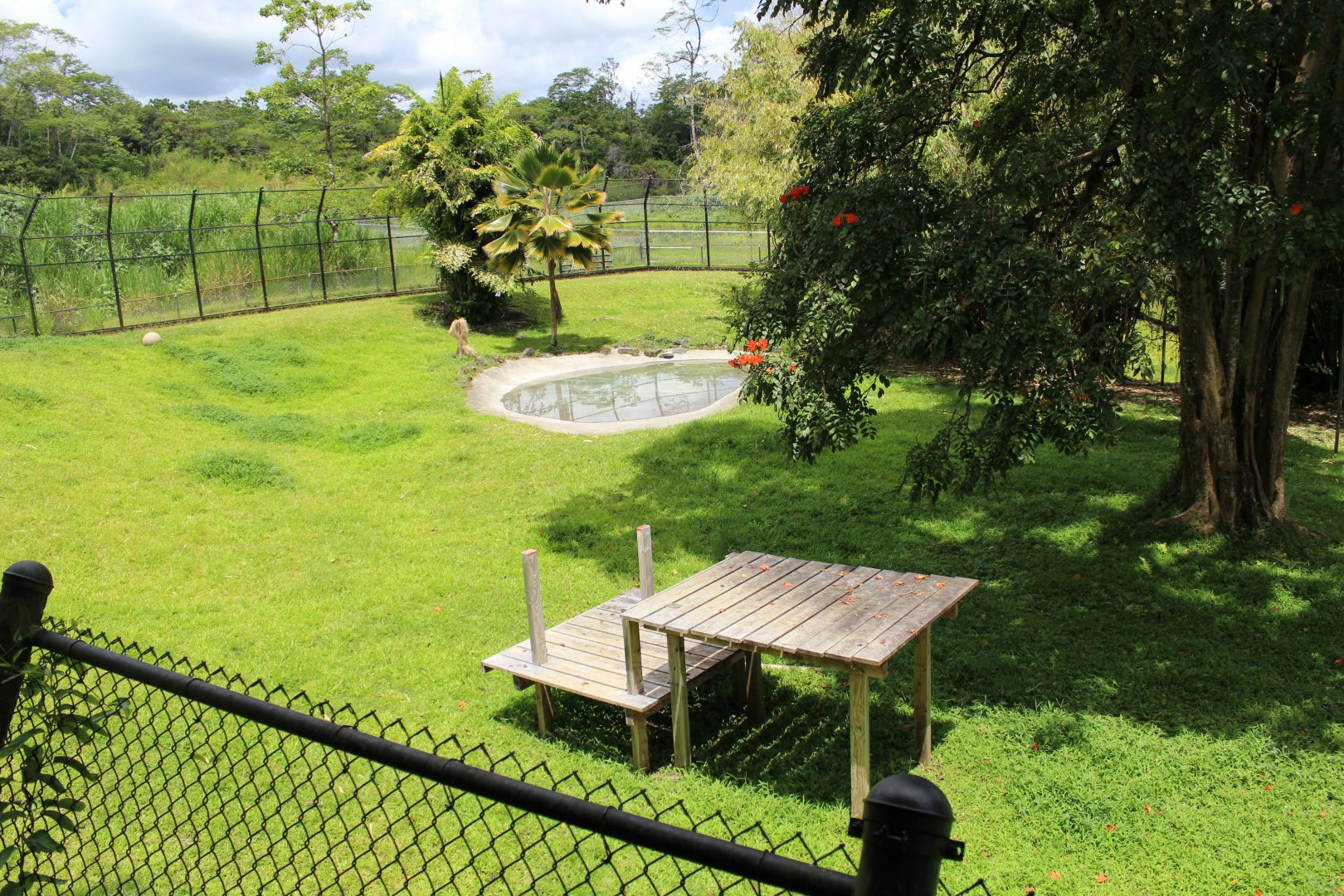 HUGE Tiger Exhibit (Back Side)