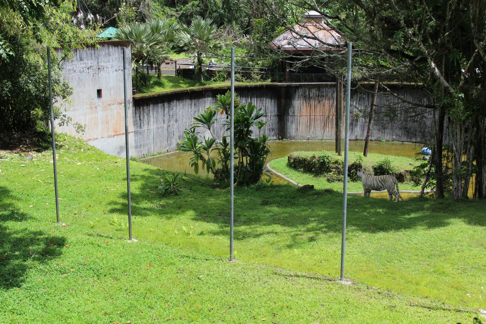HUGE Tiger Exhibit (Even More!)