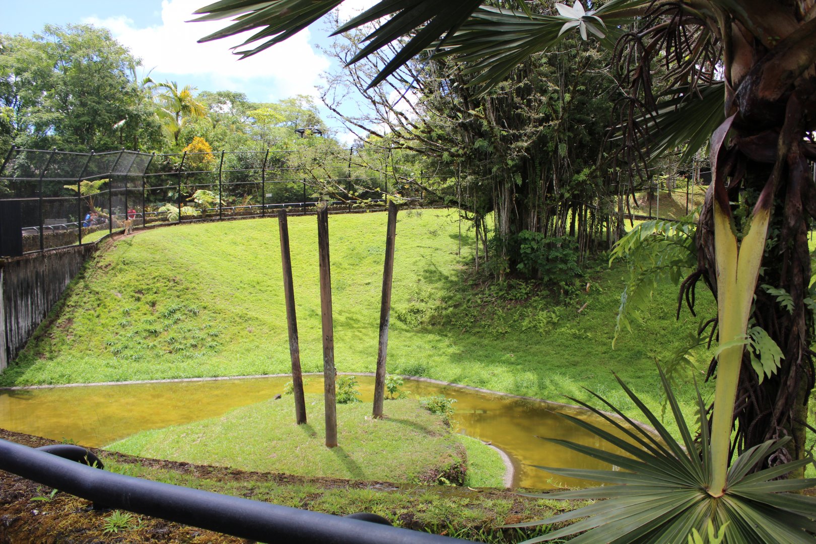 HUGE Tiger Exhibit (Front Side)