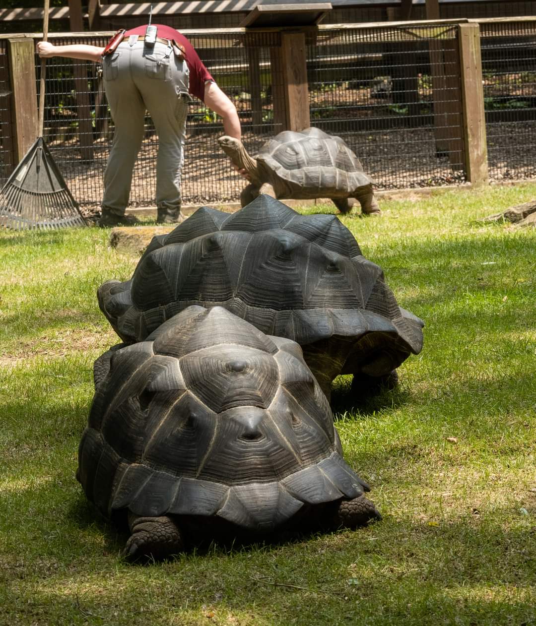 Huge Tortoises