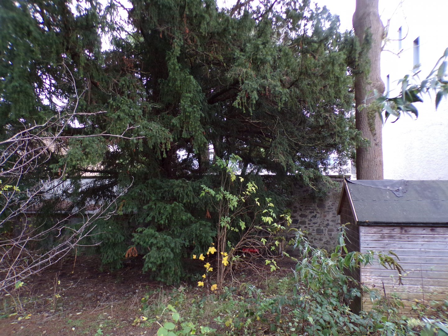 Huge tree behind budongo trail 19.11.23