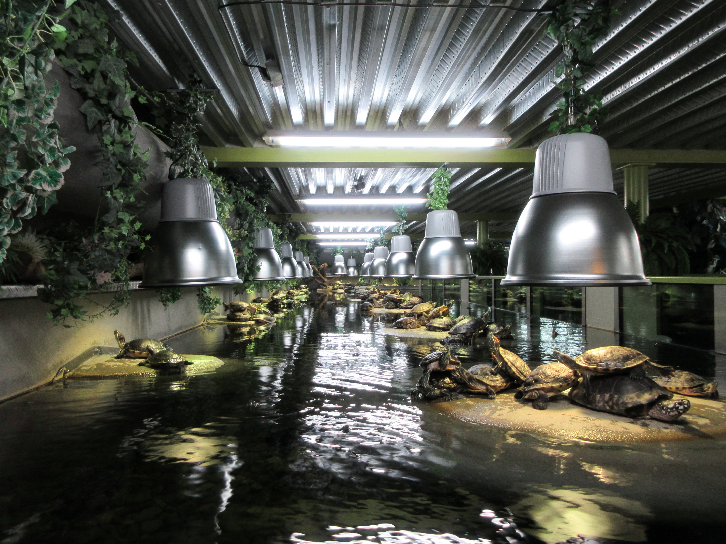 Huge Turtle Tank (it curves around at the back)