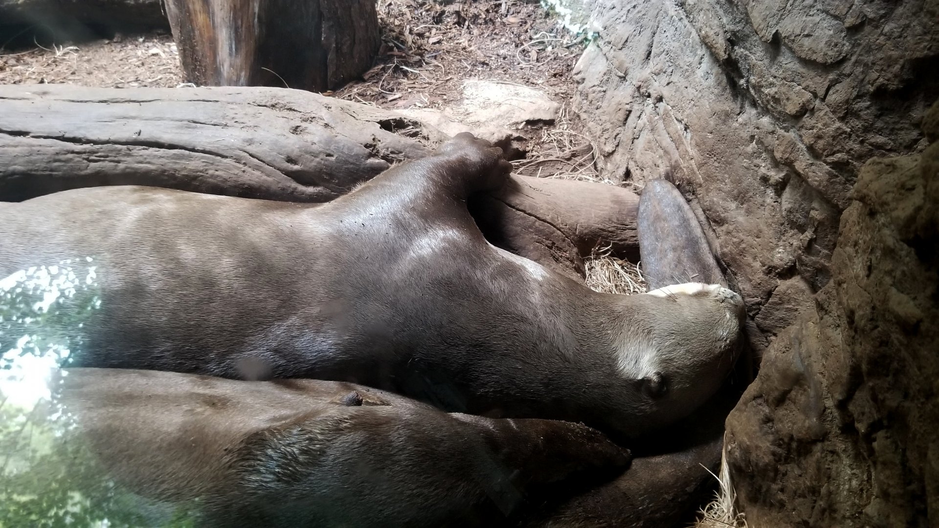 Hugging a log, sleeping on a tail