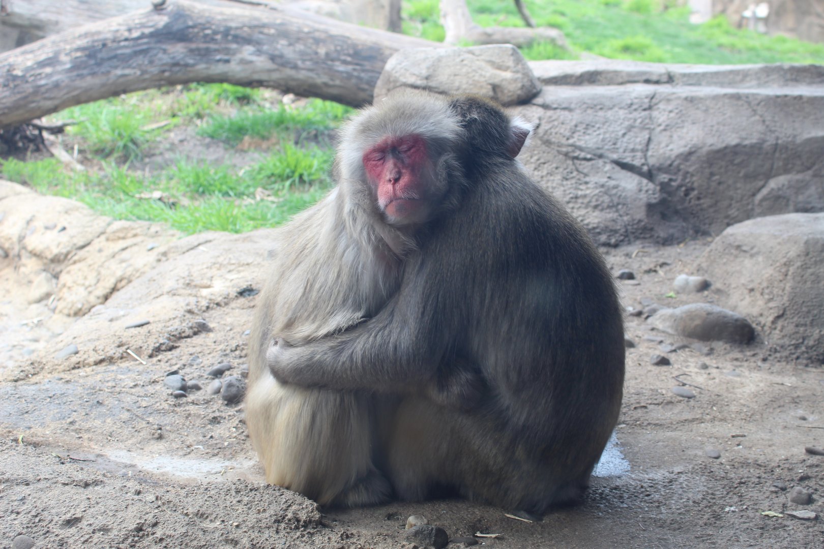 Hugging Japanese Macaques