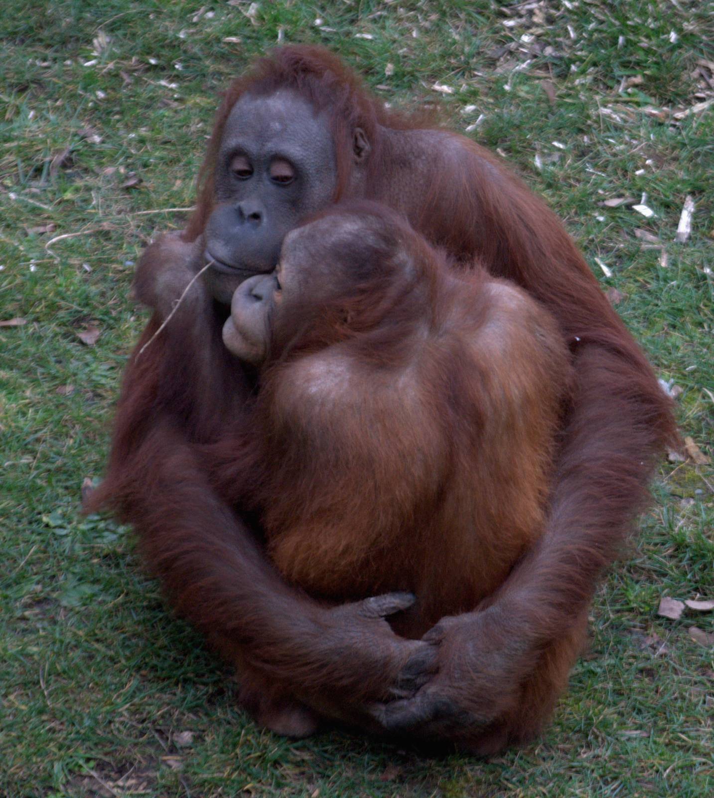 Hugging Orangutans