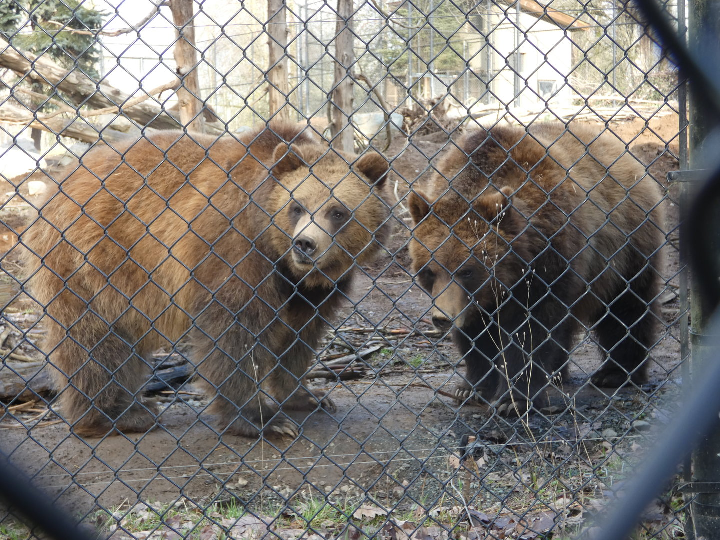 Huggy Bear and Scout (Grizzly bear)