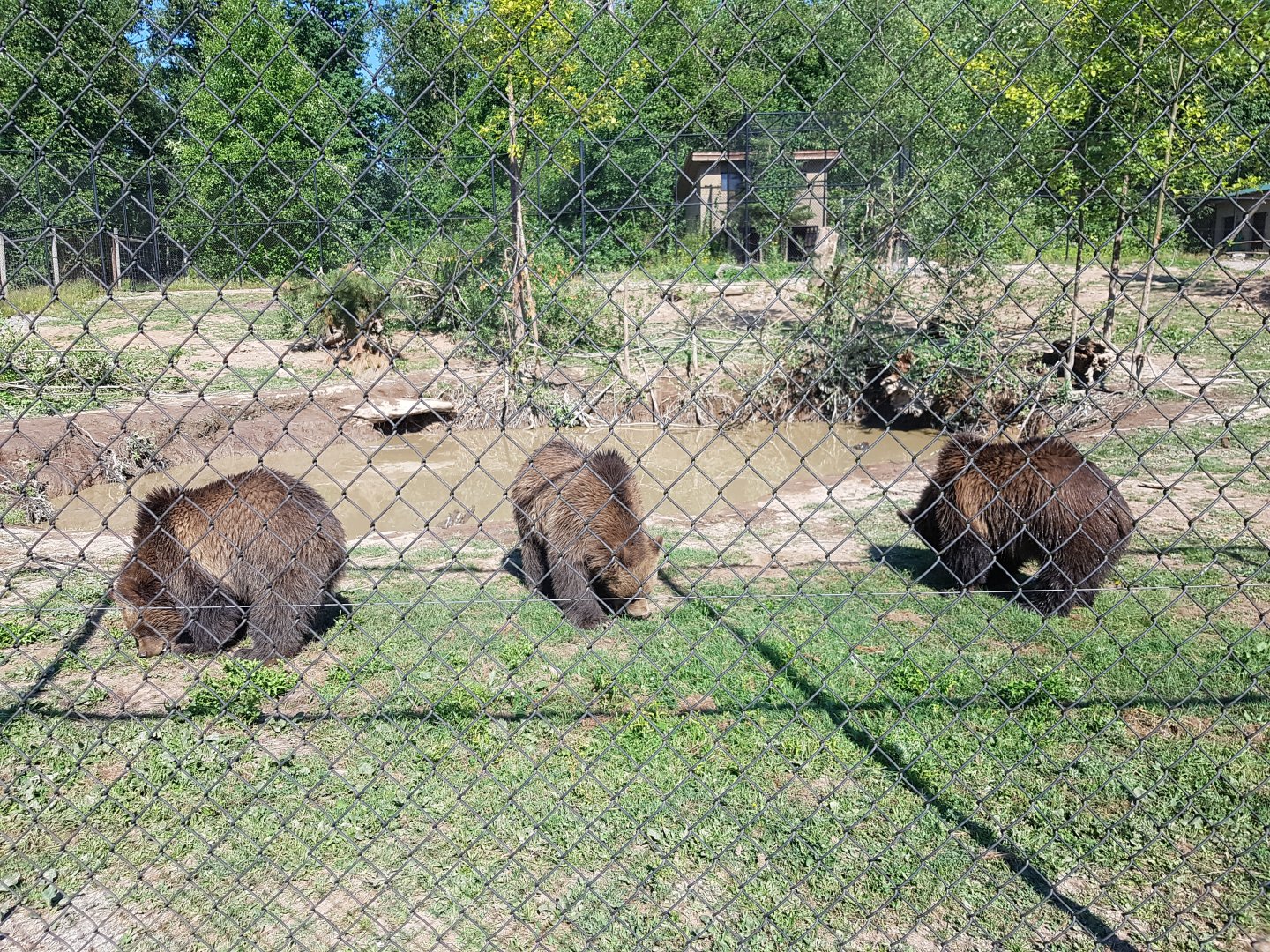 Huggy, Henry, Scout - Grizzly Bear Cubs
