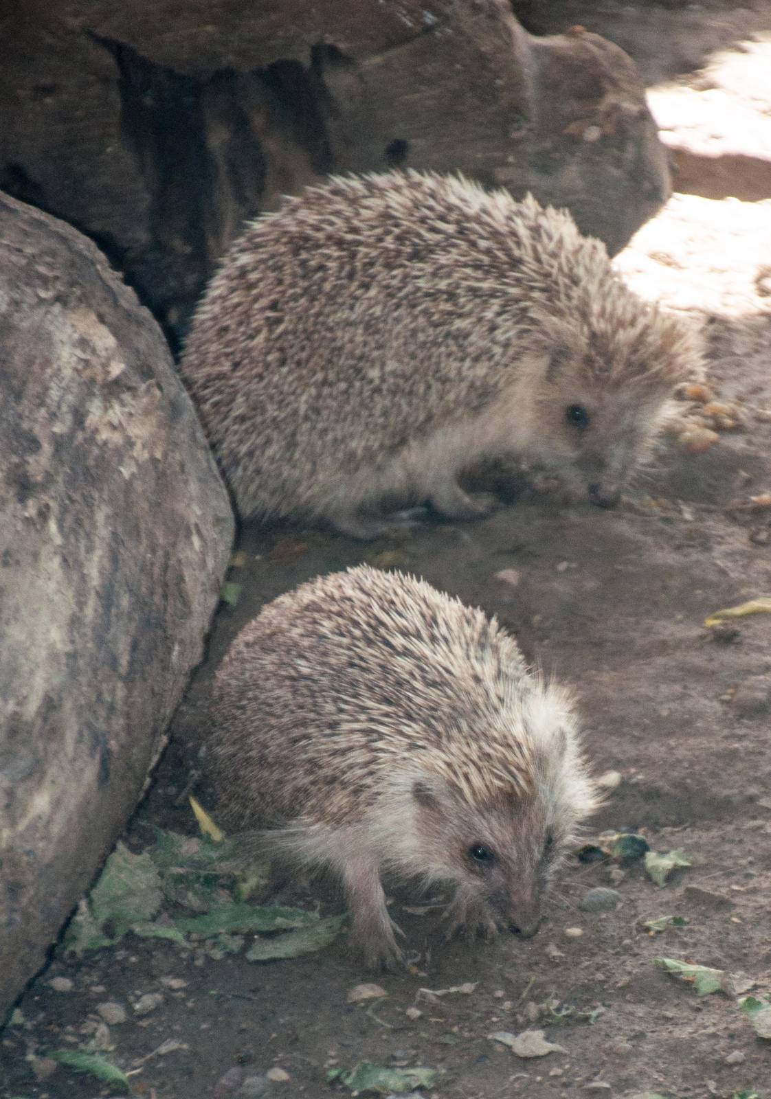 Hughs hedgehog- Mesechinus hughi
