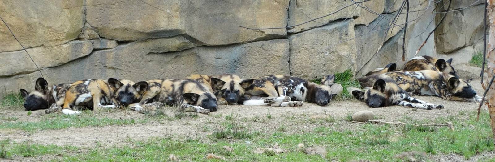 Hugo, Bruce, Oswald, Alfred, Riddler, Luke, Ivy, Quinn, Lucy, and Selina