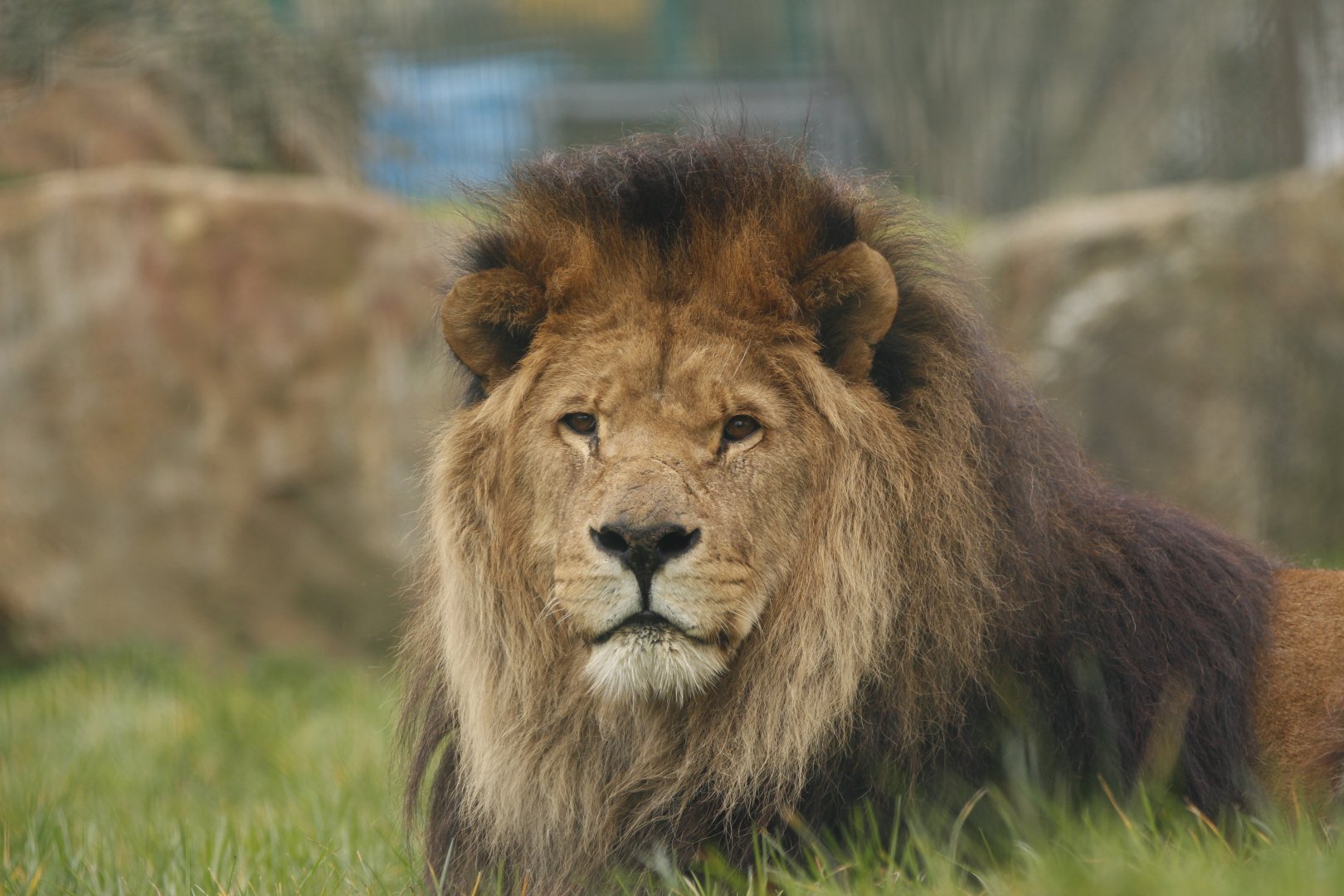 Hugo the former male African Lion