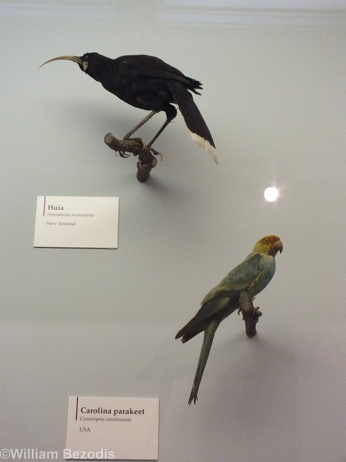 Huia and Carolina Parakeet - NHM London