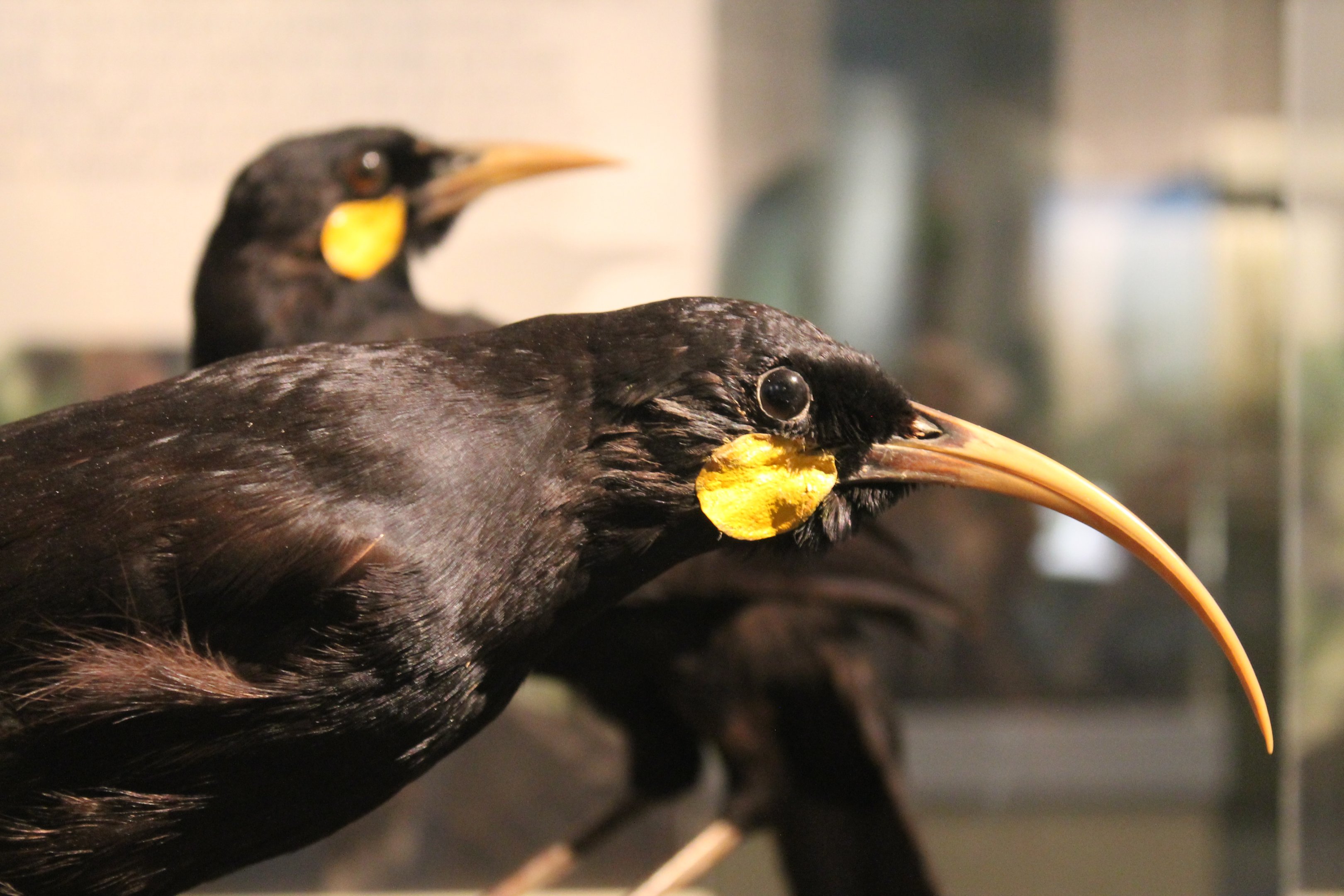 Huia (Heteralocha acutirostris), Otago Museum