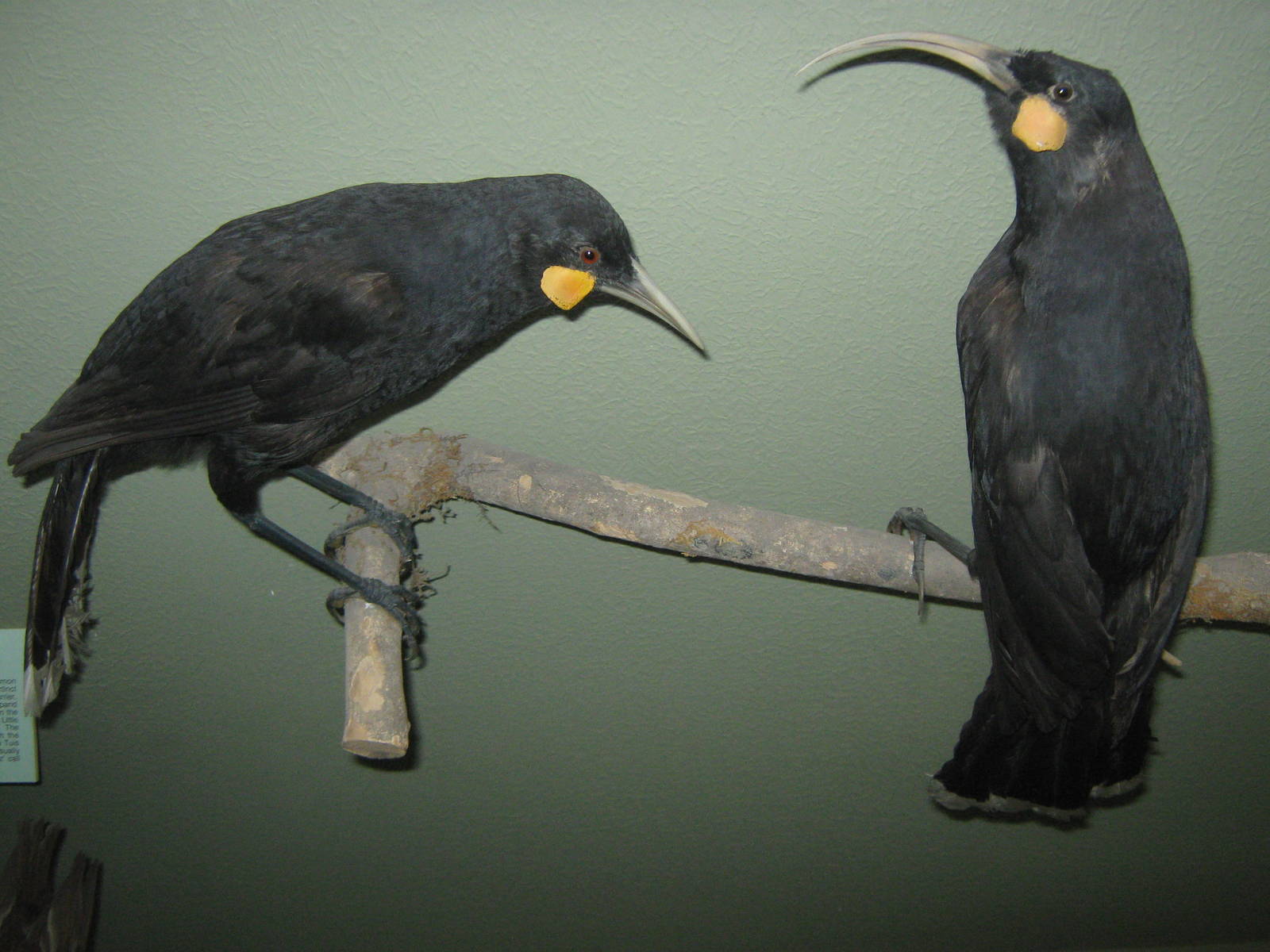 huia (Heteralocha acutirostris)