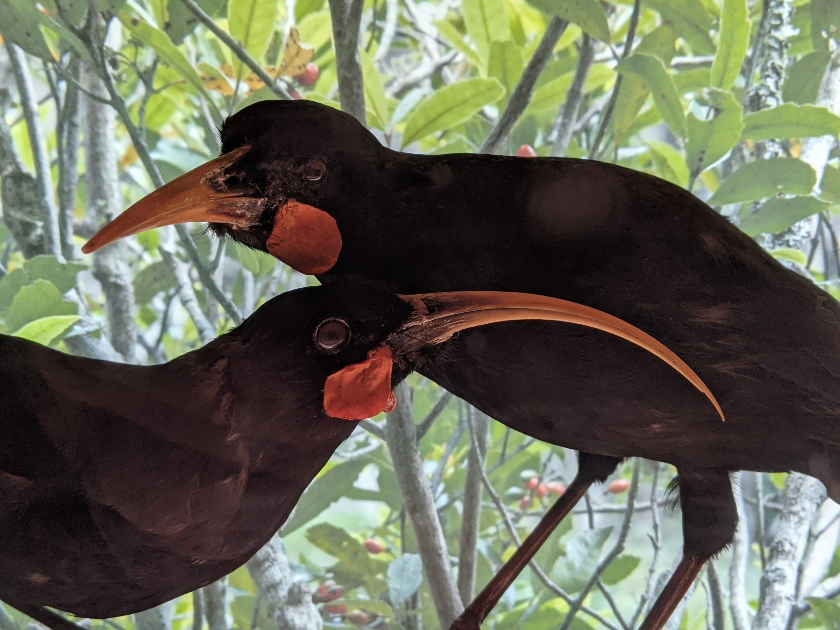 Huia taxidermy