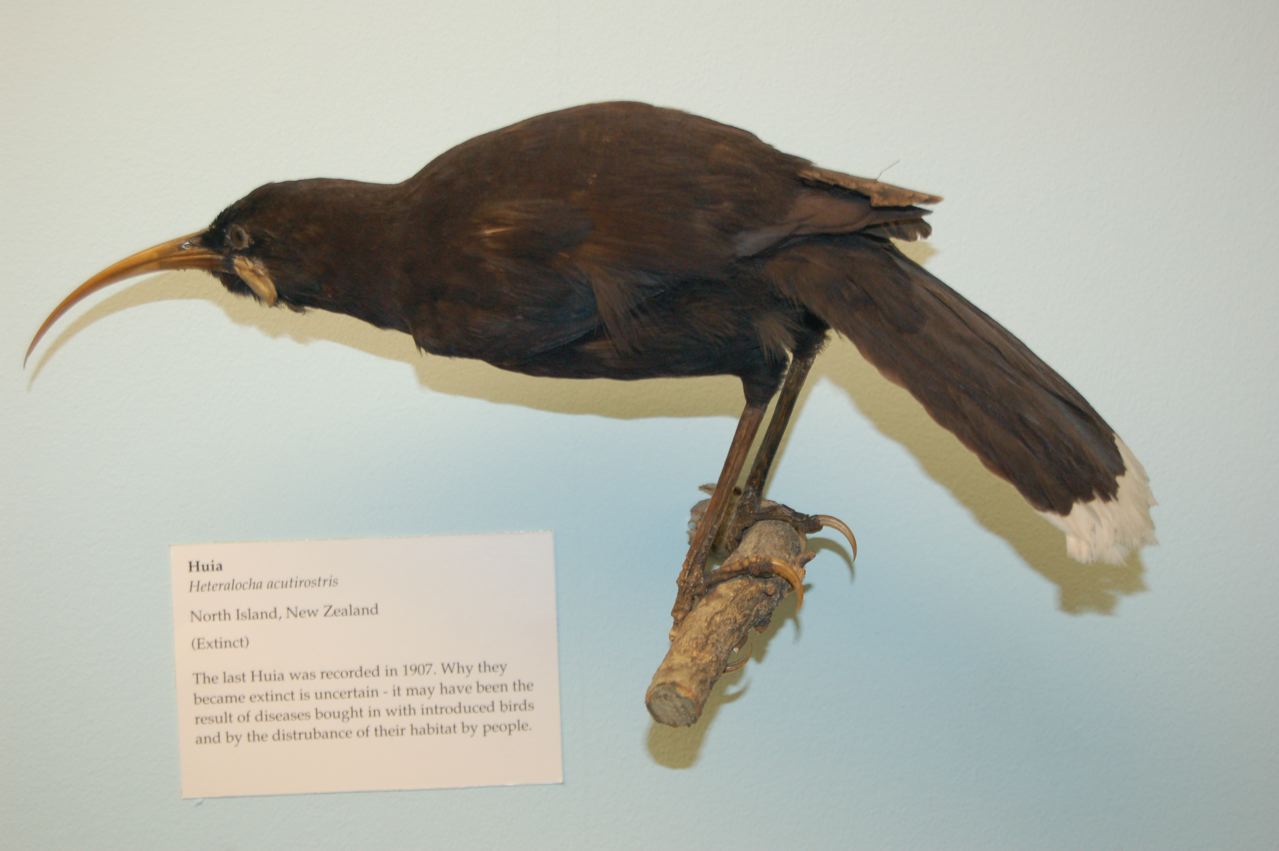 Huia