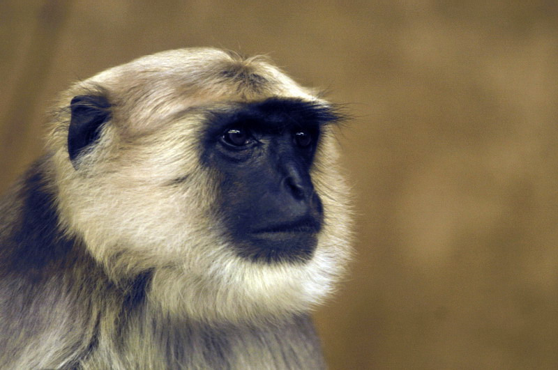 Hulman at Hannover zoo