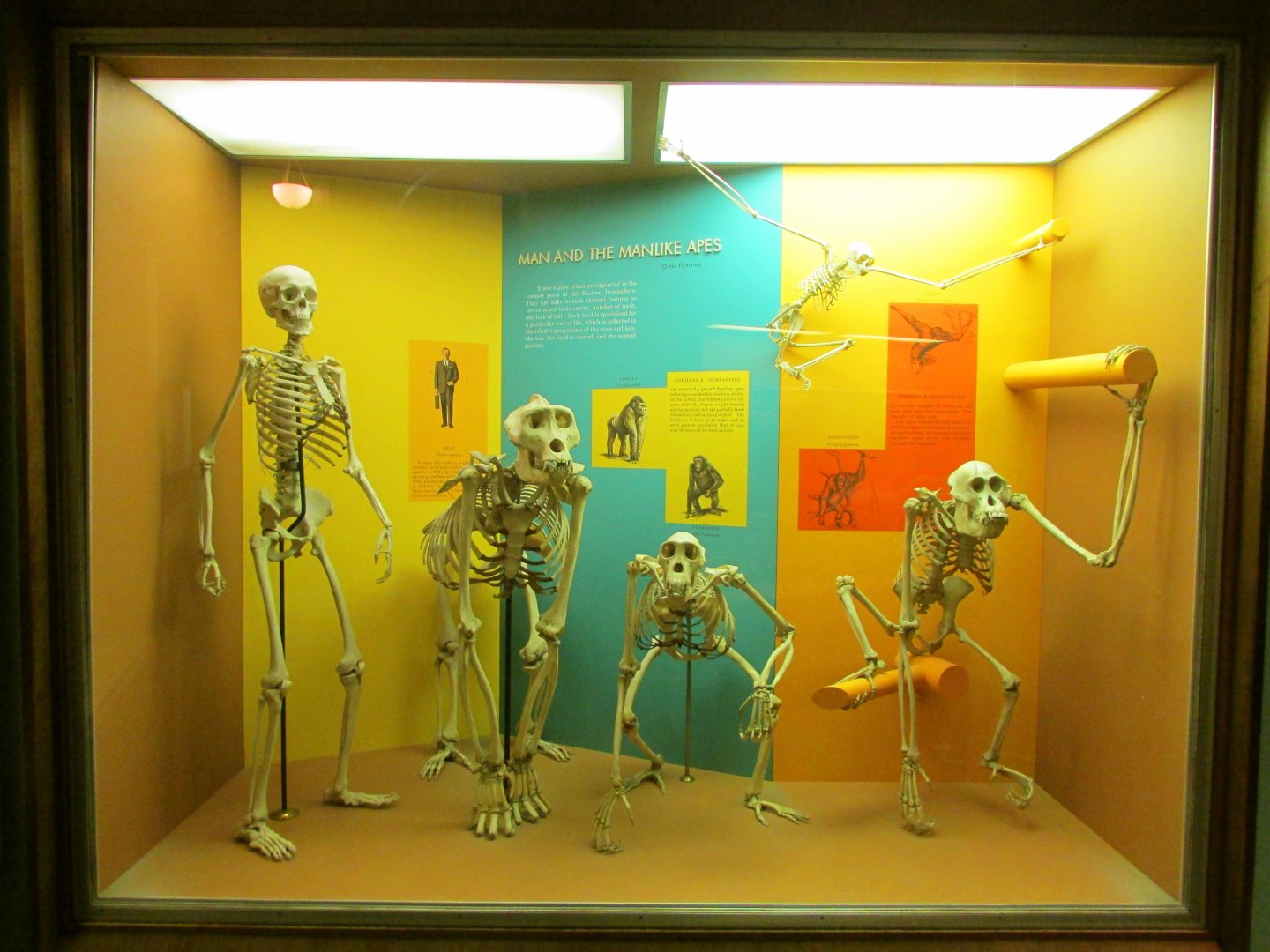 Human & Ape Skeletons