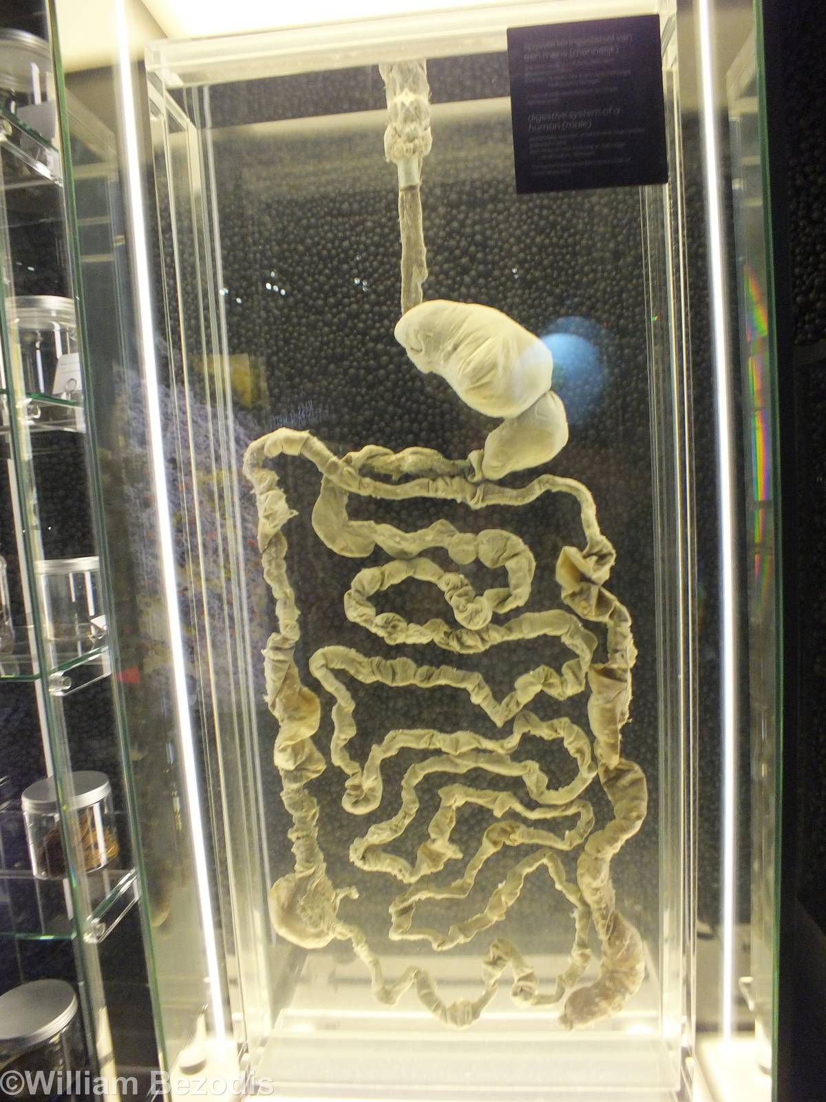 Human Digestive System Display - Micropia