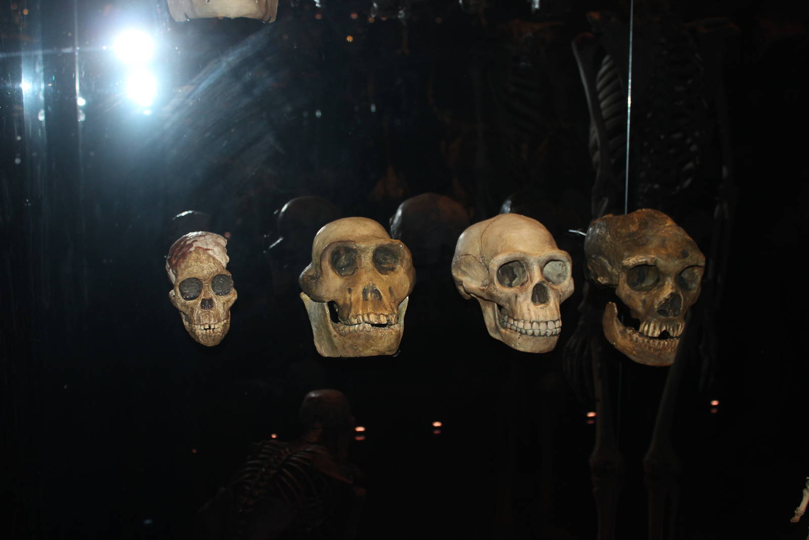 Human evolution skulls