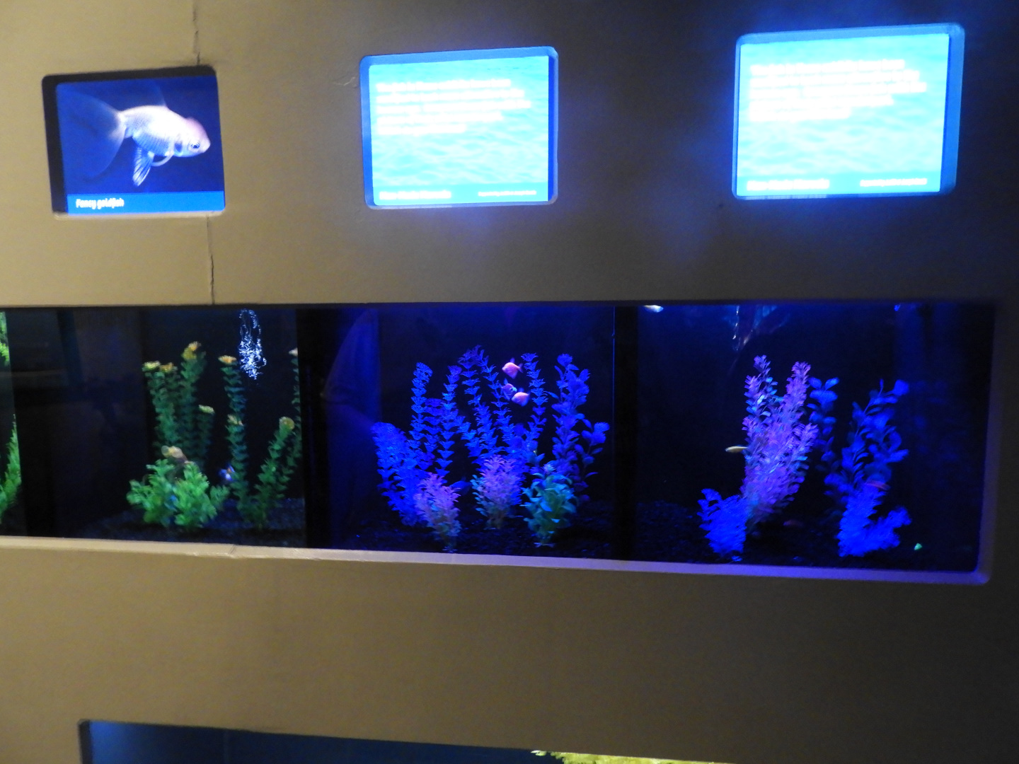 Human-made Fish Wall