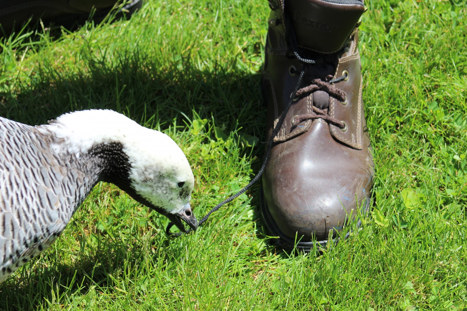 Humanized Emperor Goose