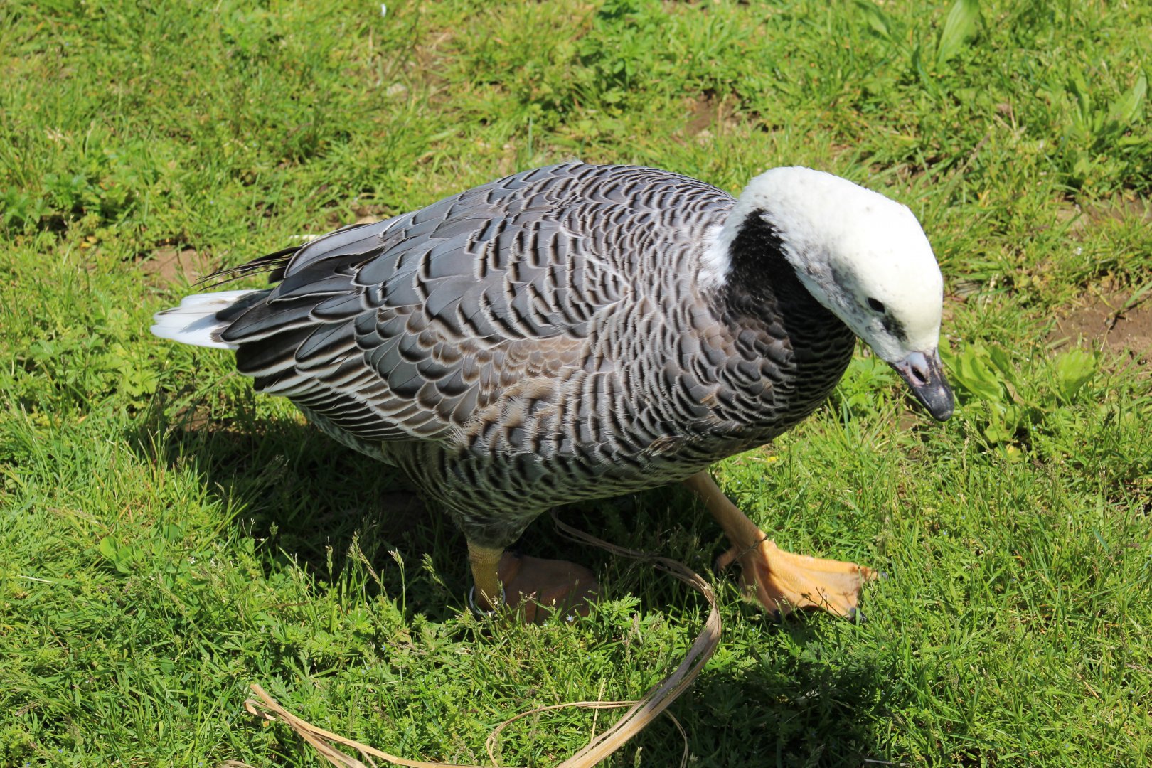 Humanized Emperor Goose