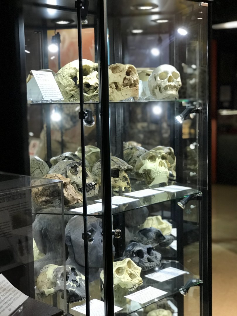 Humans Past and Present