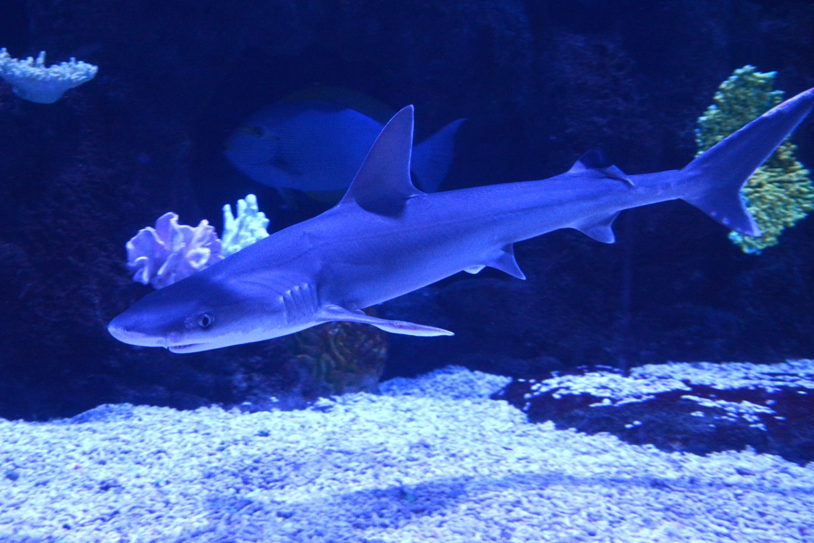 Human’s Whaler Shark (Carcharhinus humani)