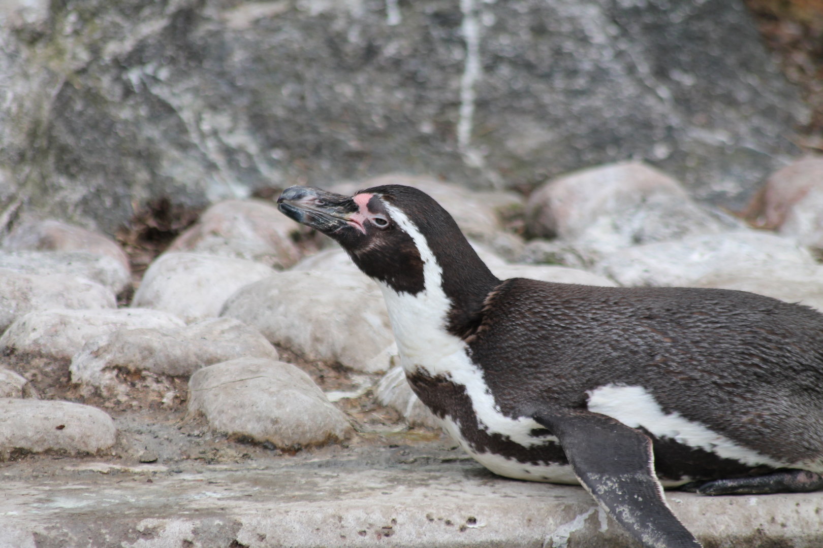 Humbdolt Penguin