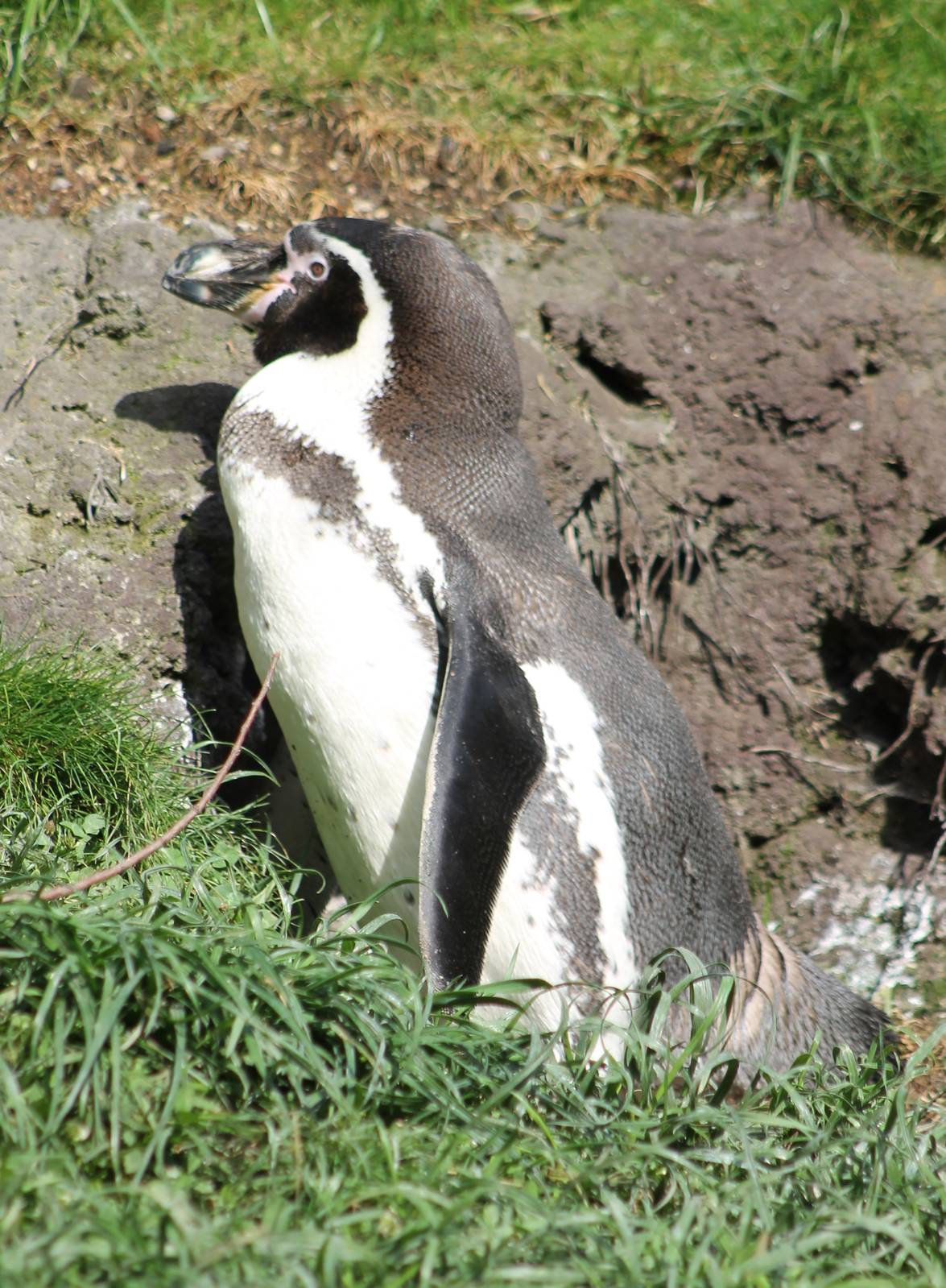 Humbold penguin