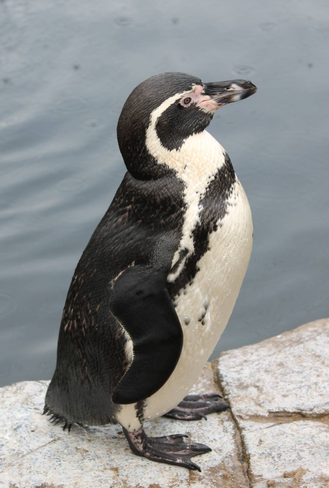 Humbold penguin