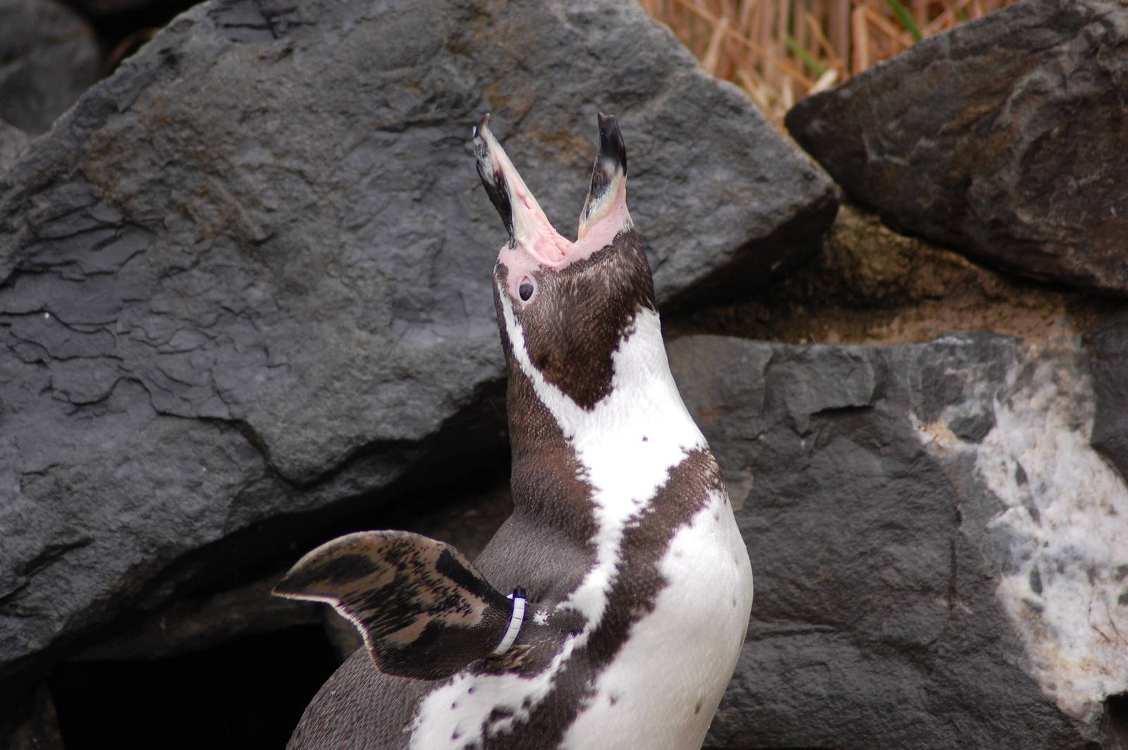 humbold pinguin 27-02-2011