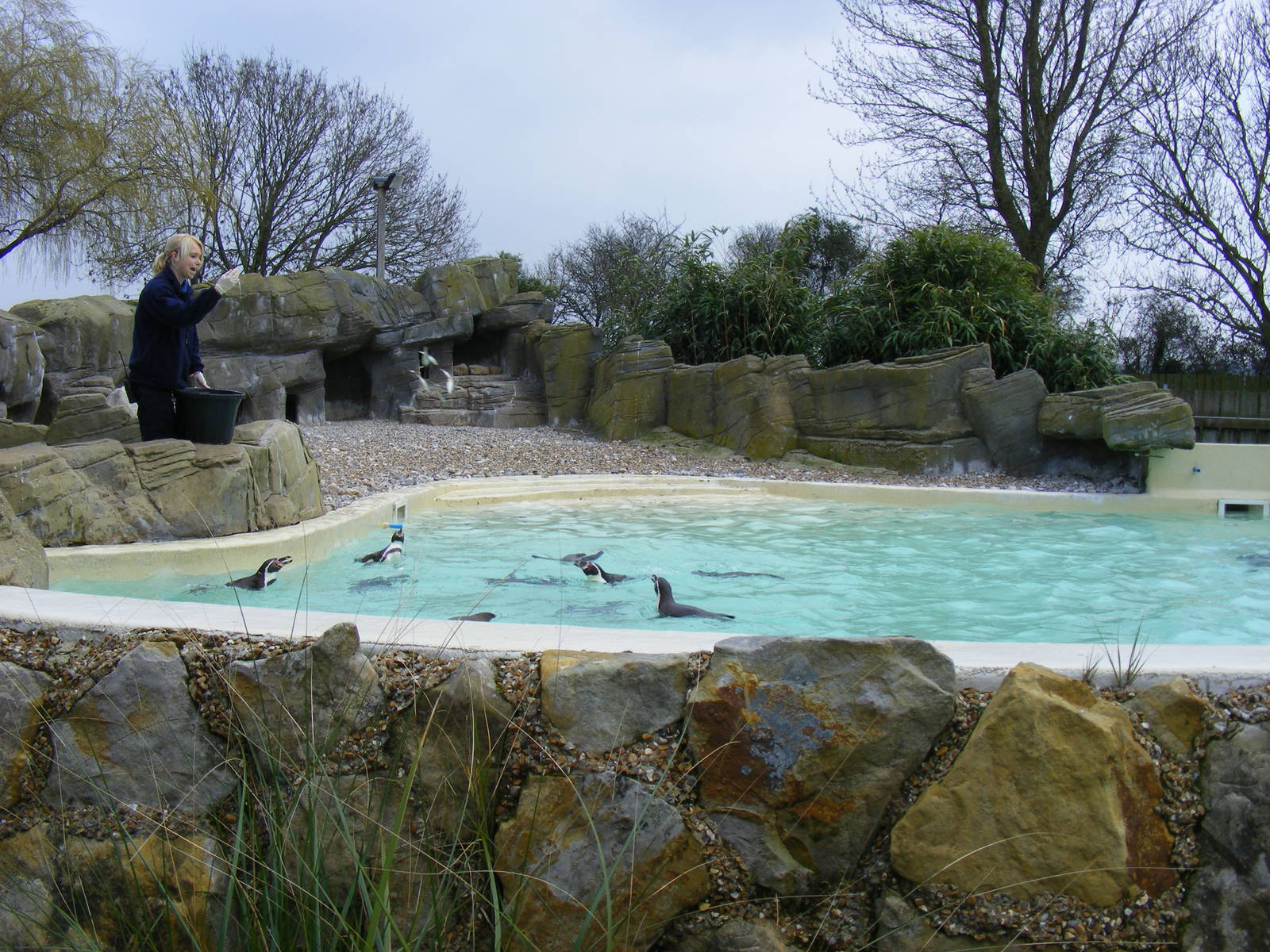 Humboldt and rockhopper penguin enclosure at Drusillas Park, 20 March 2011
