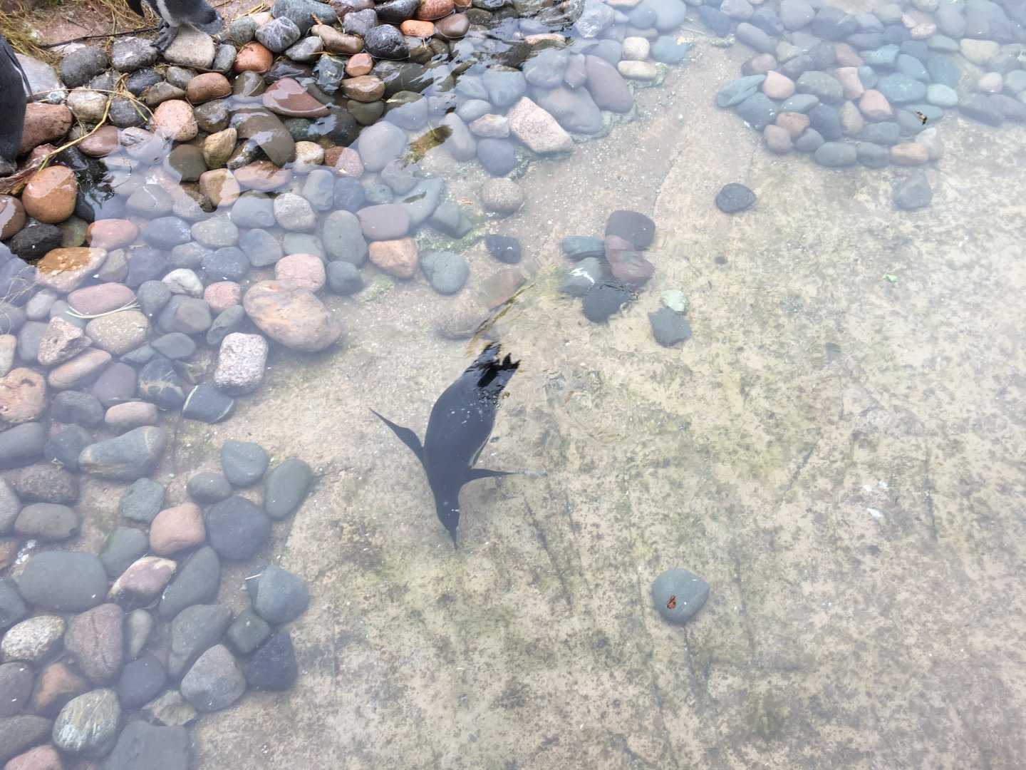 Humboldt penguin 030817