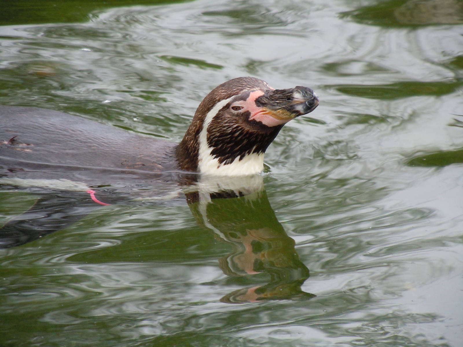 humboldt penguin 1 08/10