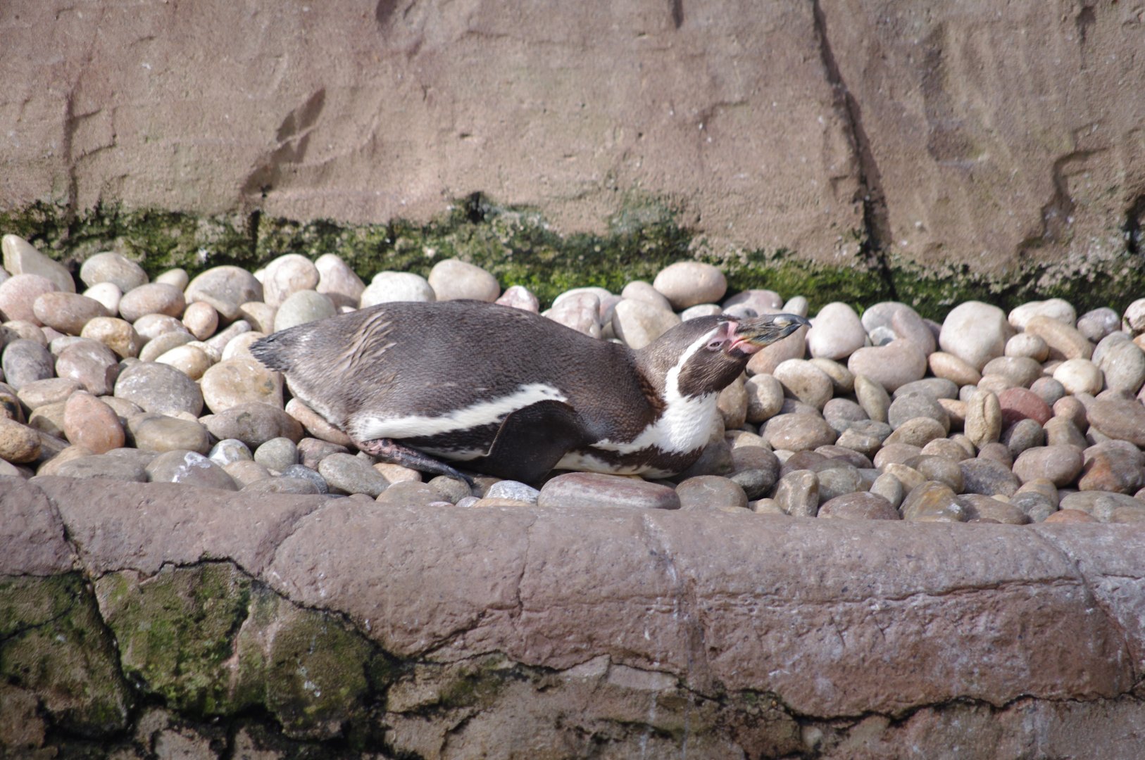 Humboldt Penguin- 11/4/2024