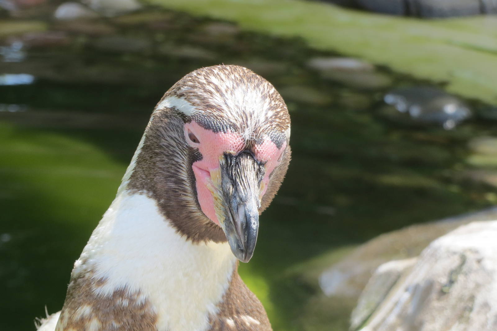 Humboldt Penguin 110715